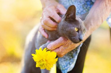 Fünf Zeichen Die Verraten Dass Sich Deine Katze Wohl Fühlt