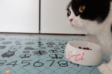 Darf Man Seiner Katze Milch Geben Lieblingskatze