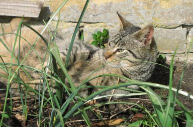 Ein Katzennetz Fur Den Balkon Lieblingskatze