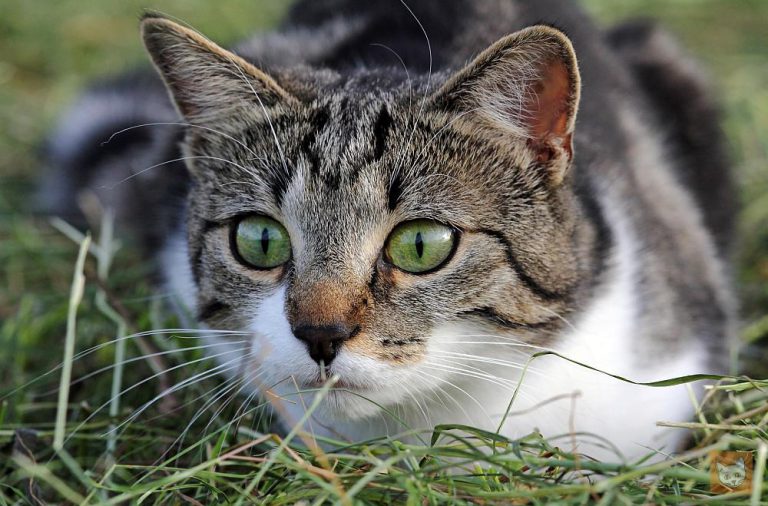 Wenn Die Katze Jagd Auf Jungvögel Macht Lieblingskatze