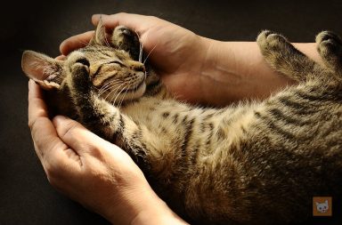 Unsauberkeit Bei Katzen Die 4 Wichtigsten Ursachen